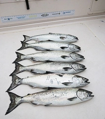 bites-on-salmon-fishing-charters-vancouver-home-top-destination-for-salmon-fishing-fish-600x675.jpg