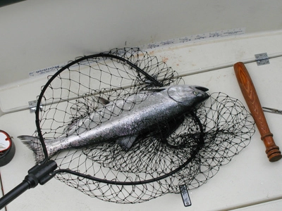 bites-on-vancouver-salmon-fishing-charter-fish-in-net.jpg