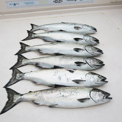 bites-on-vancouver-salmon-fishing-charter-six-salmons.jpg